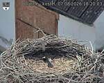 Capi_Dubne_20260807_182003.jpg