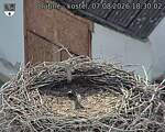 Capi_Dubne_20260807_183002.jpg