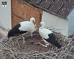Capi_Dubne_20260807_194003.jpg