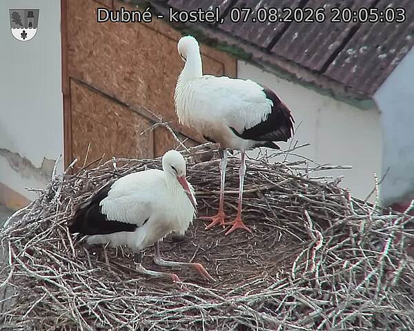 Capi_Dubne_20260807_200503.jpg (1350&nbsp;x&nbsp;1080)
