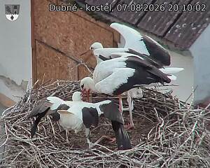 Capi_Dubne_20260807_201002.jpg (1350&nbsp;x&nbsp;1080)
