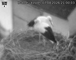 Capi_Dubne_20260807_210003.jpg