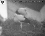 Capi_Dubne_20260807_211002.jpg