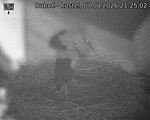 Capi_Dubne_20260807_212503.jpg