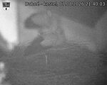 Capi_Dubne_20260807_214003.jpg