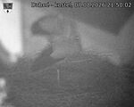 Capi_Dubne_20260807_215002.jpg