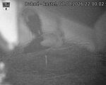 Capi_Dubne_20260807_220002.jpg