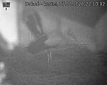 Capi_Dubne_20260807_221002.jpg