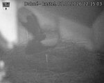 Capi_Dubne_20260807_221503.jpg