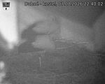 Capi_Dubne_20260807_224002.jpg