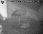 Capi_Dubne_20260807_231003.jpg