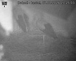 Capi_Dubne_20260807_232503.jpg
