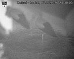 Capi_Dubne_20260807_233003.jpg