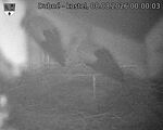 Capi_Dubne_20260808_000003.jpg