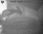 Capi_Dubne_20260808_000503.jpg