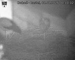 Capi_Dubne_20260808_001002.jpg