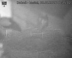 Capi_Dubne_20260808_002502.jpg