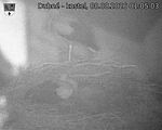 Capi_Dubne_20260808_010503.jpg