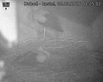 Capi_Dubne_20260808_012502.jpg