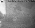 Capi_Dubne_20260808_013003.jpg