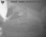 Capi_Dubne_20260808_020502.jpg