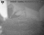 Capi_Dubne_20260808_022003.jpg