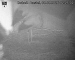 Capi_Dubne_20260808_022502.jpg