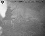 Capi_Dubne_20260808_023003.jpg