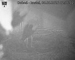 Capi_Dubne_20260808_023502.jpg