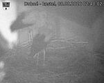 Capi_Dubne_20260808_024002.jpg