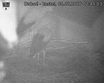 Capi_Dubne_20260808_024503.jpg