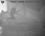 Capi_Dubne_20260808_030002.jpg