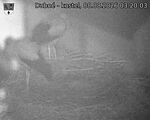 Capi_Dubne_20260808_032003.jpg