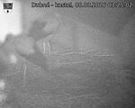 Capi_Dubne_20260808_032502.jpg
