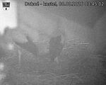 Capi_Dubne_20260808_034502.jpg