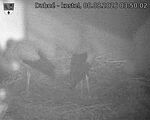Capi_Dubne_20260808_035002.jpg