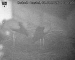 Capi_Dubne_20260808_040003.jpg