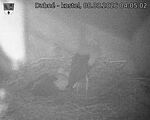 Capi_Dubne_20260808_040502.jpg