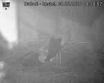 Capi_Dubne_20260808_041002.jpg