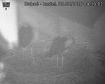 Capi_Dubne_20260808_041502.jpg