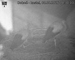 Capi_Dubne_20260808_043003.jpg