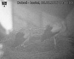 Capi_Dubne_20260808_044003.jpg