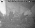 Capi_Dubne_20260808_045003.jpg