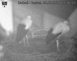 Capi_Dubne_20260808_050003.jpg