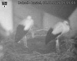 Capi_Dubne_20260808_050503.jpg
