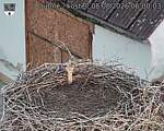 Capi_Dubne_20260808_060003.jpg