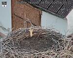Capi_Dubne_20260808_060502.jpg