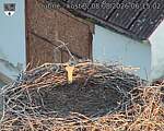 Capi_Dubne_20260808_061502.jpg