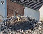 Capi_Dubne_20260808_064002.jpg