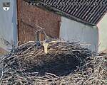Capi_Dubne_20260808_064503.jpg